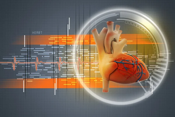 Corazón humano — Foto de Stock