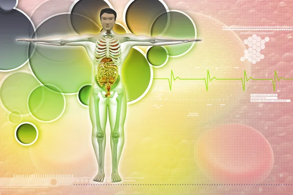 Anatomia człowieka — Zdjęcie stockowe