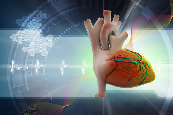 Human heart — Stock Photo, Image