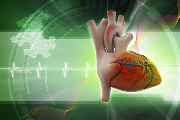 Human heart — Stock Photo, Image