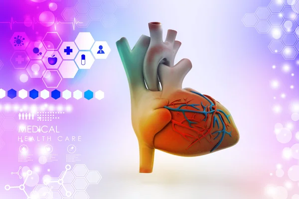 Human heart — Stock Photo, Image