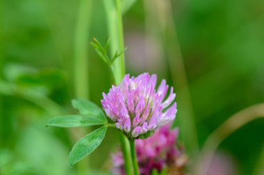 Yeşil çimenlikte bir yonca çiçeği