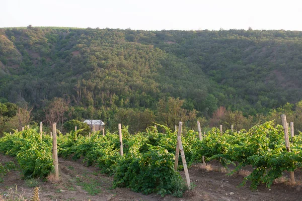 Зеленые Ряды Виноградников Склонах Холма — стоковое фото