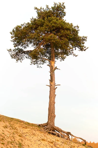 Ένα Ψηλό Μοναχικό Πεύκο Μια Αμμώδη Πλαγιά — Φωτογραφία Αρχείου