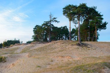 Bir yaz akşamı tepesinde çam ağaçları olan kumlu bir tepe.