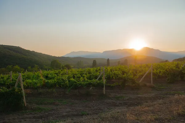 Filari Arbusti Uva Verde Collina Sera — Foto Stock