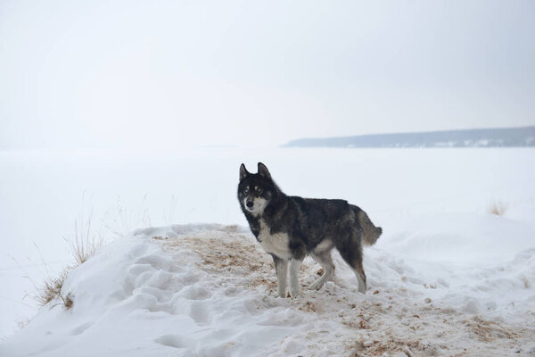 A beautiful fluffy dog is standing in the snow at the edge of the river in winter