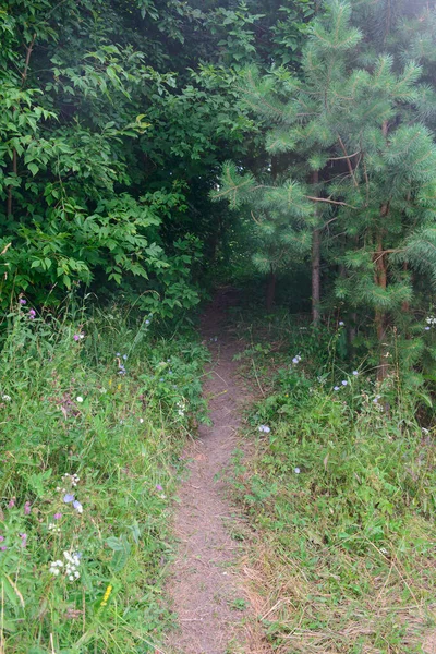 Узкий Путь Густой Зеленый Лес — стоковое фото