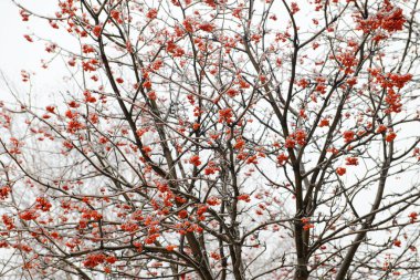 Dağ küllerinin parlak kırmızı dutlarla kaplı dalları buz kabuğuyla kaplıdır.