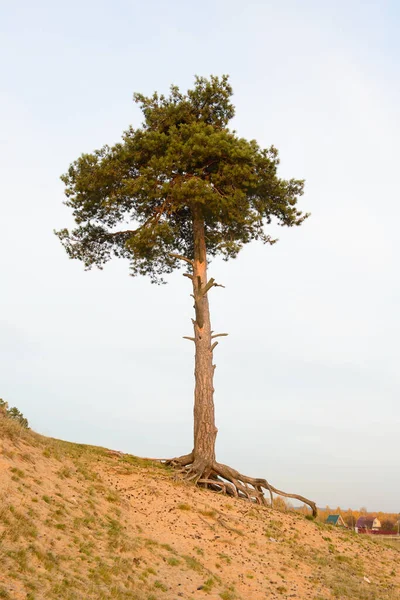 Lonely Tall Pine Stands Sandy Slope Summer Evening — Φωτογραφία Αρχείου