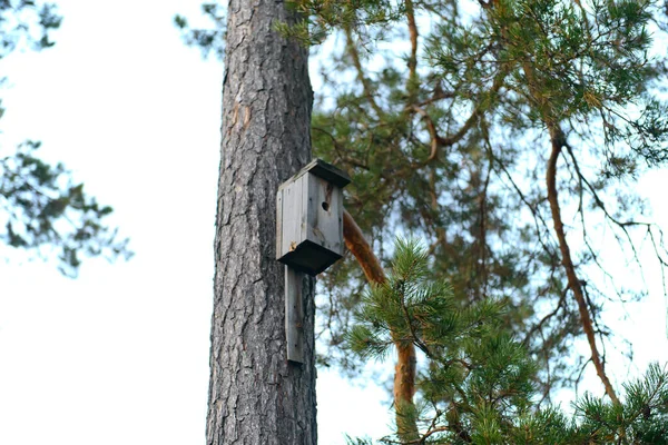 Drewniany Domek Dla Ptaków Pniu Sosny Wśród Gałęzi — Zdjęcie stockowe