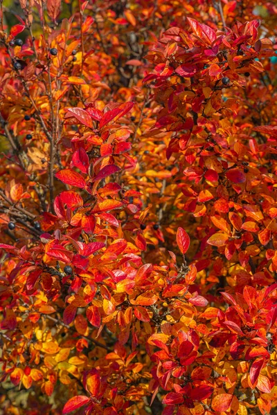 Blackberry Takken Met Felrode Gele Bladeren Een Zonnige Herfstdag Verticale — Stockfoto