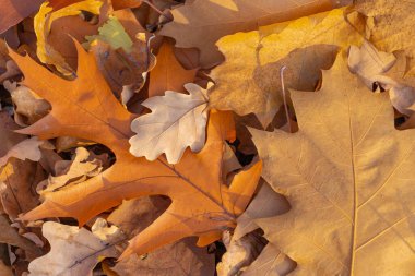 Parlak renkli meşe yaprakları desen ya da arkaplan, sonbahar fotoğrafı