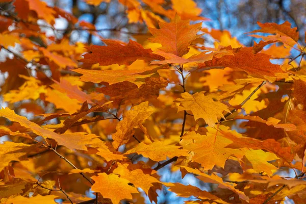 Bright Orange Oak Leaves Tree Branch Blue Autumn Sky Texture — Stock Photo, Image