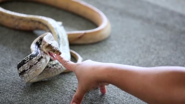 Un spectacle de serpents. Thaïlande 