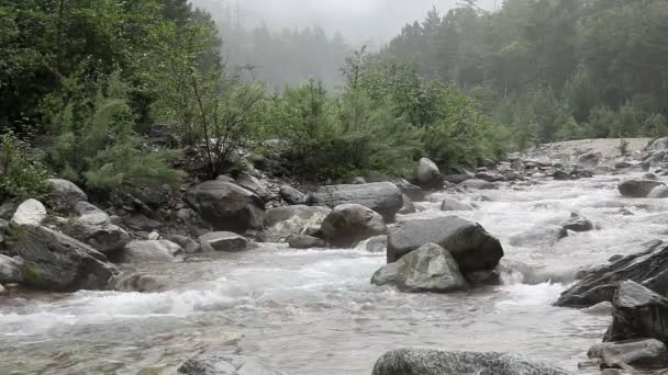 Hd. schneller und felsiger Gebirgsfluss im Sommer im Regen — Stockvideo