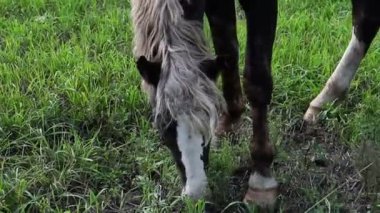 HD. atlar alana otlatmak