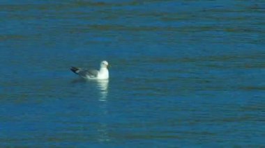 HD. martı mavi gölde yüzüyor