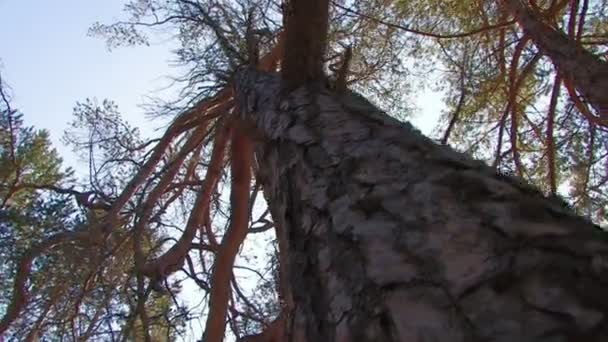 境般闪耀高的针叶树的背后有阳光 — 图库视频影像