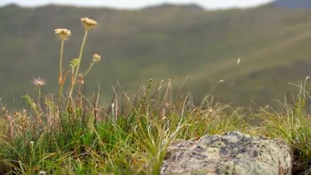 HD. pola trawy kołyszące się w wietrzny Pogoda — Wideo stockowe