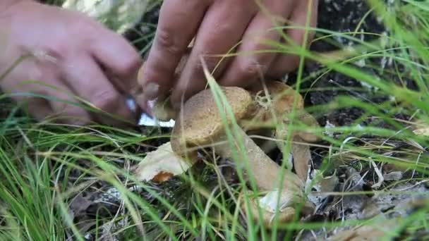 HD.Cutting Cogumelos na floresta — Vídeo de Stock