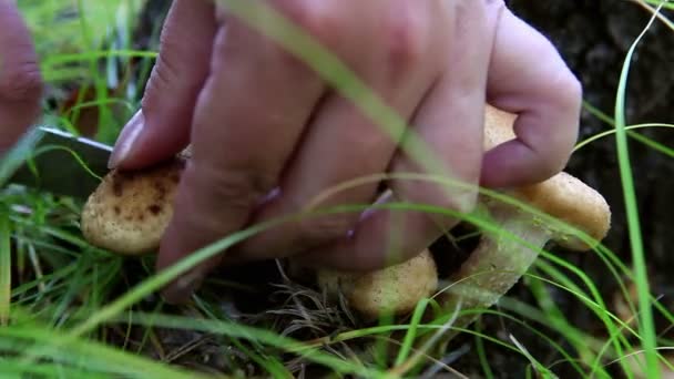 Hd.cutting 到森林里的蘑菇 — 图库视频影像