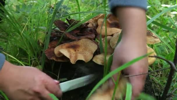 HD.Cutting svampar i skogen — Stockvideo