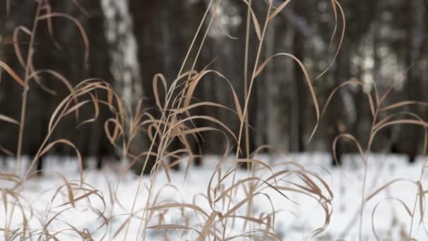 Bois d'hiver 