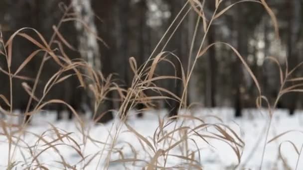 겨울 나무 — 비디오