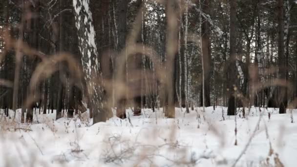 Bois d'hiver 