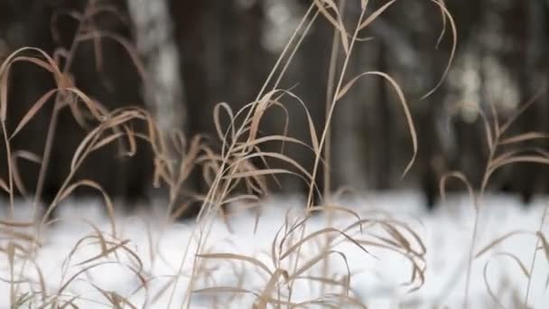 Madera de invierno — Vídeos de Stock