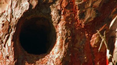 HD. güzel orman ağaç boş kuş besleme piliç gün batımında