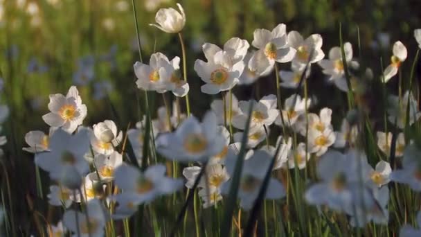 Lindas flores selvagens com pétalas brancas — Vídeo de Stock