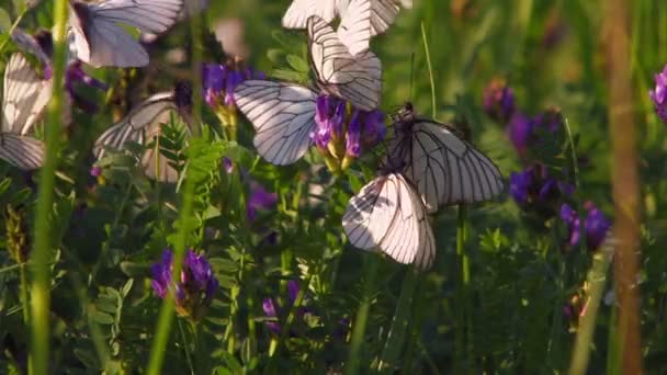 HD. Skoveng med sommerfugle – Stock-video