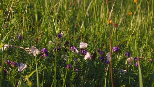 HD. Prairie forestière avec des papillons — Video