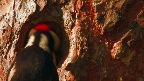 HD. Beautiful forest bird feeding chicks in the hollow of a tree at sunset — Stock Video