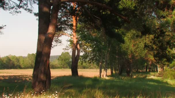 Sommar landskap skog vid solnedgången — Stockvideo