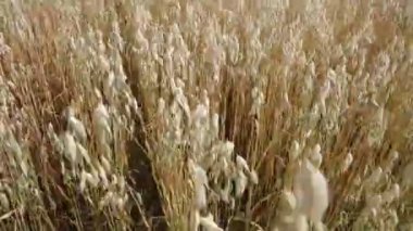 Sonbahar mısır tarlası