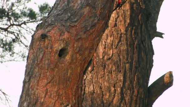 HD. Hermoso pájaro del bosque alimentando polluelos en el hueco de un árbol al atardecer — Vídeo de stock