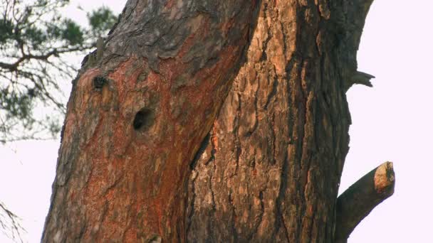 HD. Прекрасная лесная птица кормит цыплят в дупле дерева на закате — стоковое видео