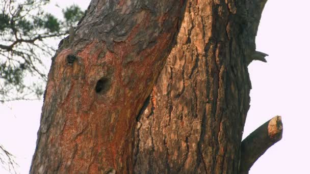 HD. Beautiful forest bird feeding chicks in the hollow of a tree at sunset — Stock Video