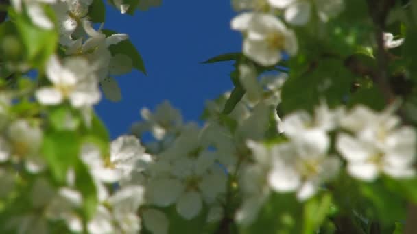 HD. closeup of beautiful white flowers of fruit pear tree with green leaves and flying insects — Stock Video