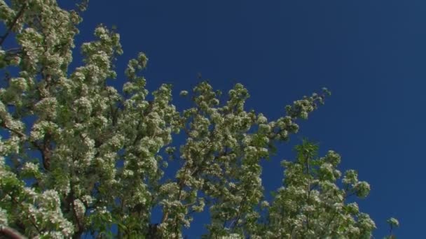 HD. closeup of beautiful white flowers of fruit pear tree with green leaves and flying insects — Stock Video