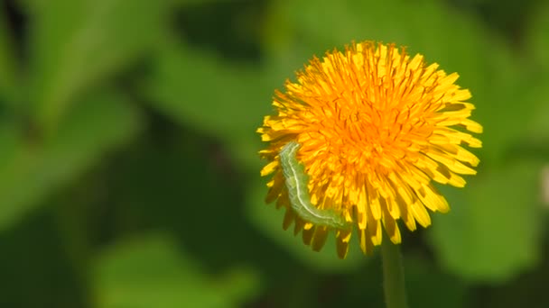 HD. hermosa oruga verde arrastrándose sobre una flor amarilla (diente de león ) — Vídeos de Stock