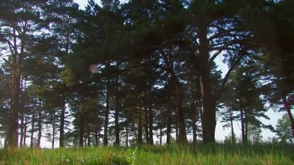 HD. Πανόραμα καλοκαίρι δάσος λιβάδια με τις πεταλούδες στο ηλιοβασίλεμα — Αρχείο Βίντεο