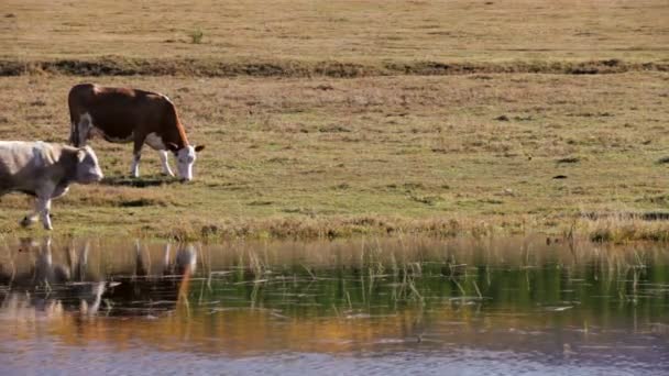 Vacas perto da lagoa no outono — Vídeo de Stock