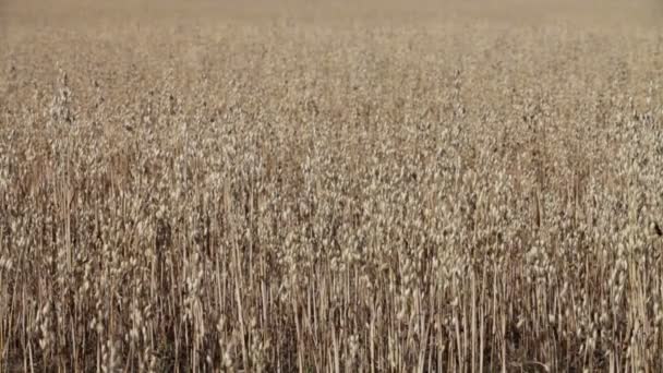 Autumn field corn — Stock Video