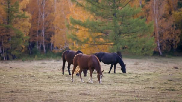 Лошадь падает на поле — стоковое видео