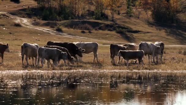 Vacas cerca del estanque en otoño — Vídeo de stock