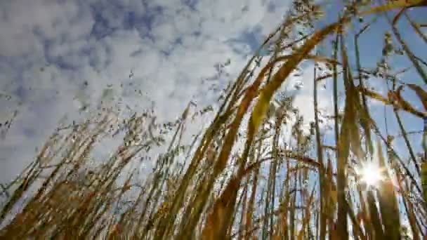 Sonbahar mısır tarlası — Stok video
